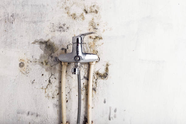 Best Health and Safety Mold Remediation in Bellevle, IL