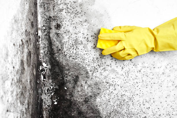 Best HVAC Mold Remediation in Bellevle, IL