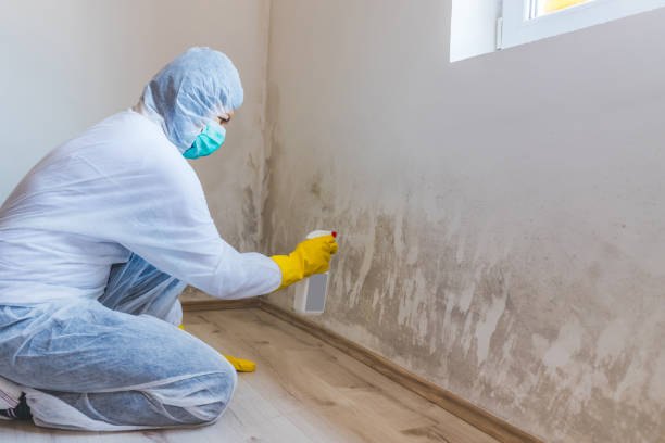 Best Black Mold Remediation in Bellevle, IL