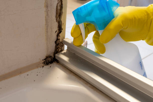 Best Mold Remediation for Specific Building Types in Bellevle, IL