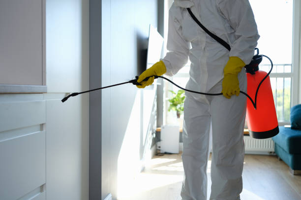 Best Attic Mold Remediation in Bellevle, IL