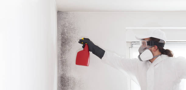 Best Residential Mold Remediation in Bellevle, IL