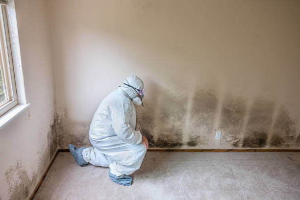 Best Residential Mold Remediation in Bellevle, IL