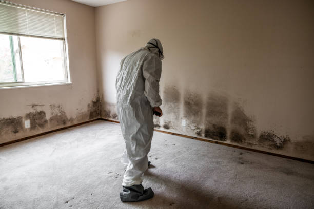 Trusted Belleville, IL Mold Remediation Experts