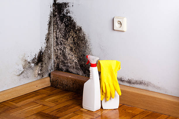 Best Post-Flood Mold Remediation in Bellevle, IL