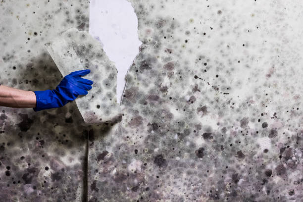 Best Insurance-Related Mold Remediation in Bellevle, IL