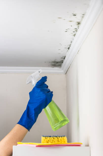 Best Crawl Space Mold Remediation in Bellevle, IL