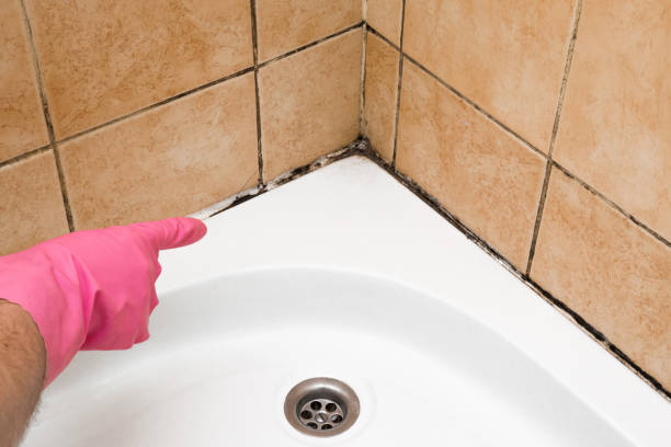 Best Mold Testing and Inspection Services in Bellevle, IL